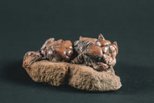 Load image into Gallery viewer, Crinoid Jimbacrinus bostocki