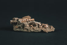 Load image into Gallery viewer, Crinoid Jimbacrinus bostocki