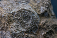 Load image into Gallery viewer, Fossil coral