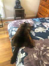 Load image into Gallery viewer, Possum skin