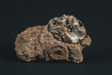 Load image into Gallery viewer, Crinoid Jimbacrinus bostocki