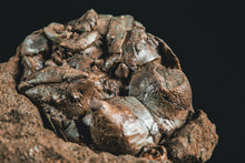 Load image into Gallery viewer, Crinoid Jimbacrinus bostocki