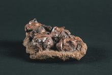 Load image into Gallery viewer, Crinoid Jimbacrinus bostocki