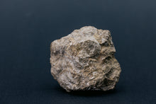 Load image into Gallery viewer, Fossil coral