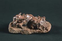 Load image into Gallery viewer, Crinoid Jimbacrinus bostocki