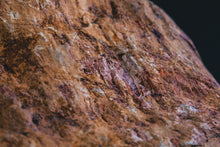 Load image into Gallery viewer, Fossil wood polished slab