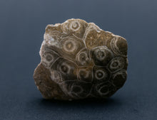 Load image into Gallery viewer, Fossil coral