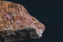 Load image into Gallery viewer, Fossil wood polished slab