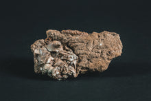 Load image into Gallery viewer, Crinoid Jimbacrinus bostocki