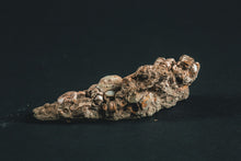 Load image into Gallery viewer, Crinoid Jimbacrinus bostocki