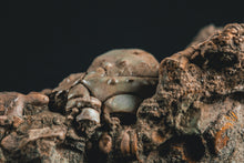 Load image into Gallery viewer, Crinoid Jimbacrinus bostocki