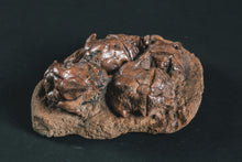 Load image into Gallery viewer, Crinoid Jimbacrinus bostocki