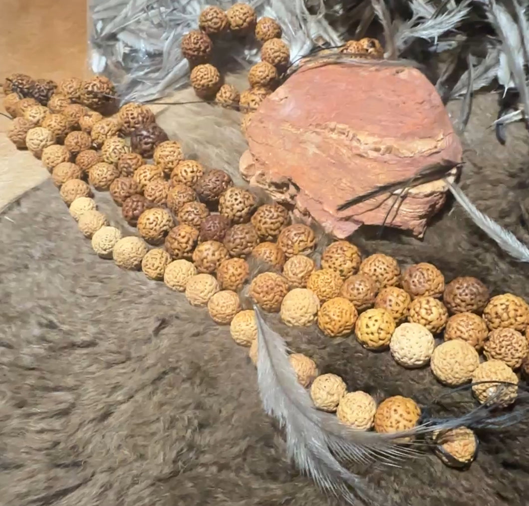 Drilled Quandong seeds (20 seeds )