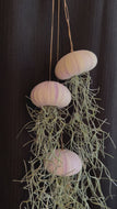 Jelly fish air plants - real WA sea urchin shells