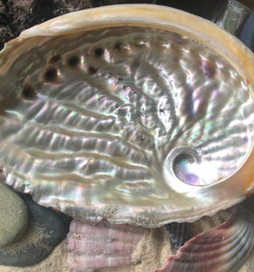 Abalone Smudge Shell