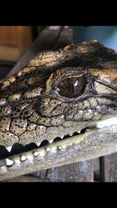 Australian Salt Water Crocodile head