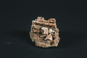 Crinoid Jimbacrinus bostocki