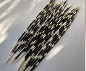 African porcupine quills