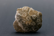 Fossil coral