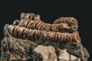 Crinoid Jimbacrinus bostocki