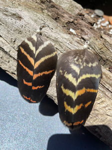 Red tailed black cockatoo feather earrings