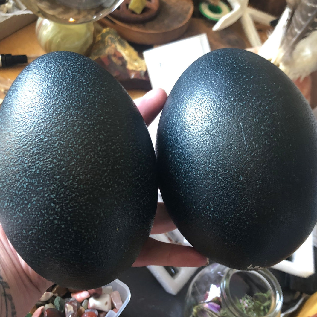 Emu Eggs (blown and disinfected)