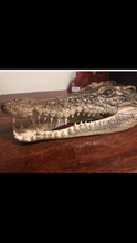 Load image into Gallery viewer, Australian Salt Water Crocodile head
