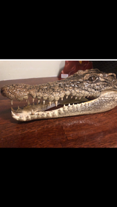 Australian Salt Water Crocodile head