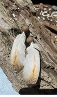 Owl feather earrings