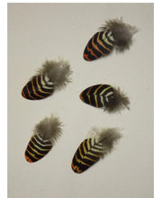 Load image into Gallery viewer, Red tailed black cockatoo feather earrings

