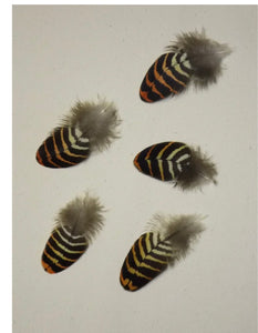 Red tailed black cockatoo feather earrings