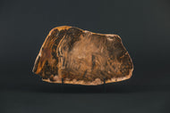 Fossil wood polished slab