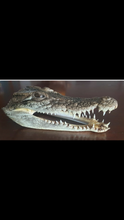 Load image into Gallery viewer, Australian Salt Water Crocodile head
