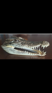 Australian Salt Water Crocodile head