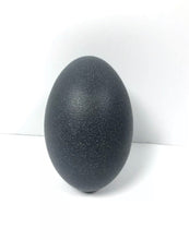 Load image into Gallery viewer, Emu Eggs (blown and disinfected)

