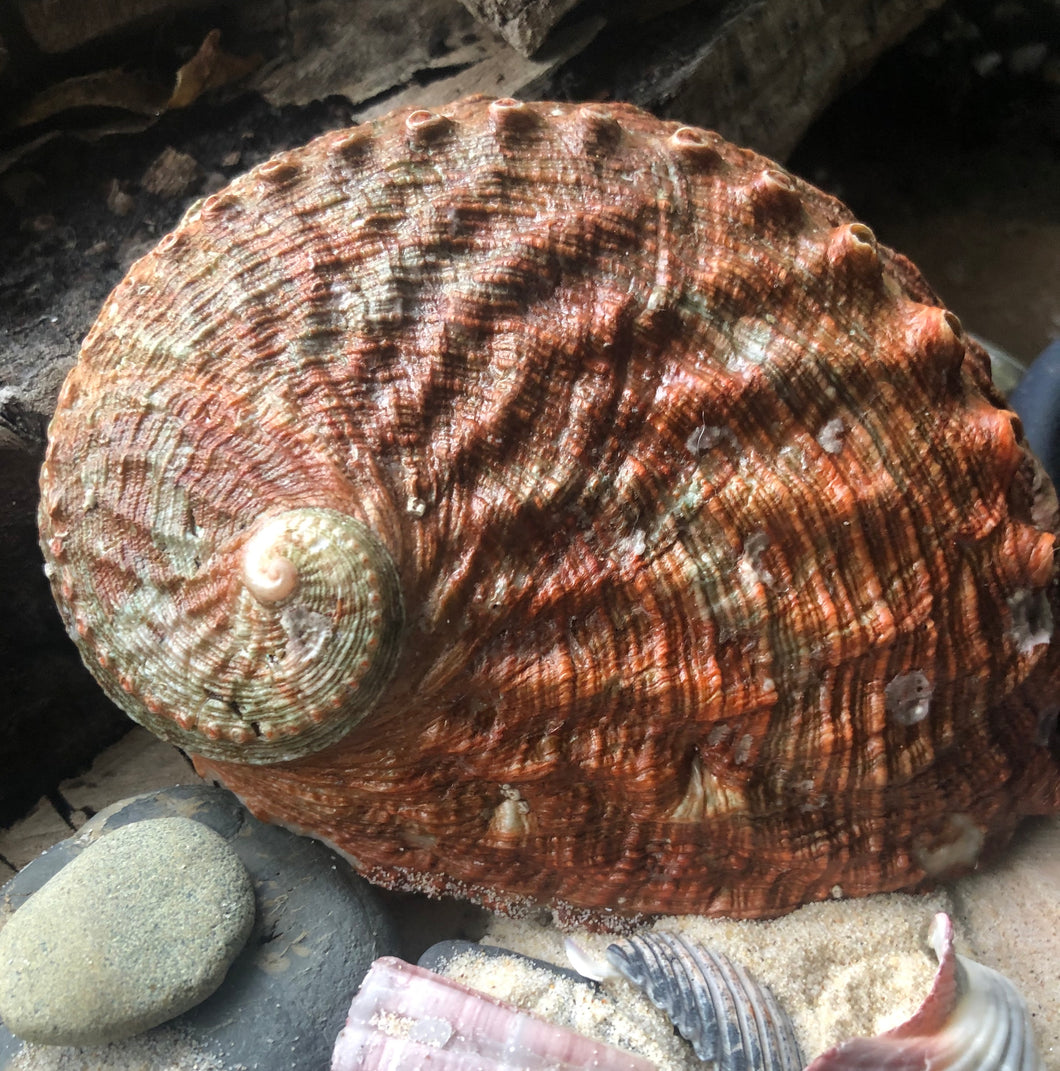 Abalone Smudge Shell