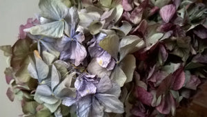 Dried Herbs / Flowers - hydrangea